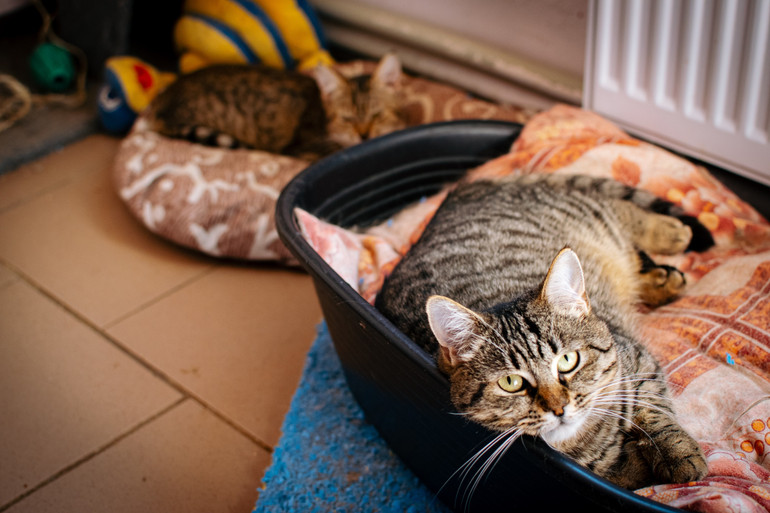Котики